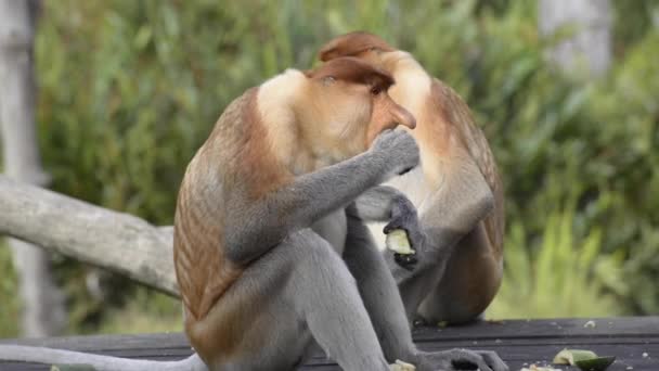 Macaco Probóscide Nasalis Larvatus Macaco Nariz Comprido Macaco Velho Mundo — Vídeo de Stock