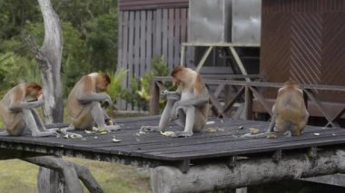 Hortumlu maymun (Nasalis larvatus) veya uzun burunlu maymun. Sıra dışı büyük burunlu eski dünya maymunu. Borneo 'ya özgüdür.