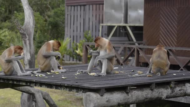 Macaco Probóscide Nasalis Larvatus Macaco Nariz Comprido Macaco Velho Mundo — Vídeo de Stock