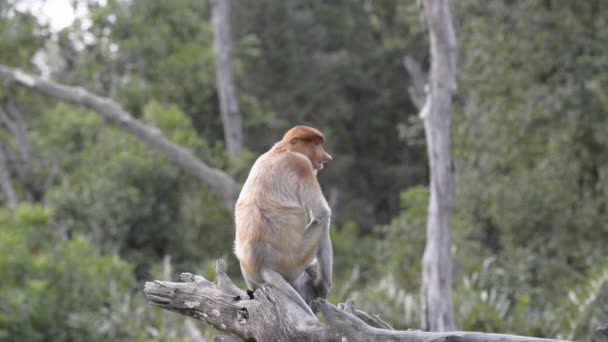 Macaco Probóscide Nasalis Larvatus Macaco Nariz Comprido Macaco Velho Mundo — Vídeo de Stock