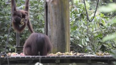Beslenme saatinde Malezya Borneo 'daki Sabah Orangutanları
