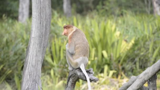 Proboscis Monkey Nasalis Larvatus Long Nosed Monkey Old World Monkey — Stock Video