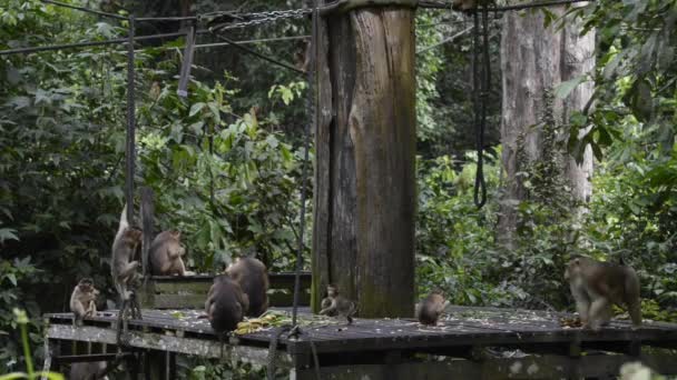 Macaco Cauda Longa Bornéu Malásia — Vídeo de Stock