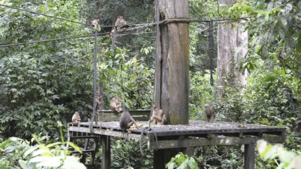 Long Tailed Macaque Borneo Malaysia — Stock Video