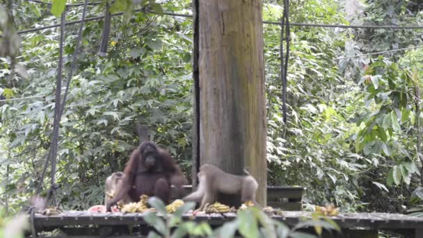 Orangutanes Sabah Borneo Malayo Durante Hora Alimentación — Vídeos de Stock