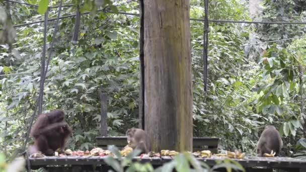 Orángutánok Sabah Ból Malajziai Borneóban Etetés Közben — Stock videók