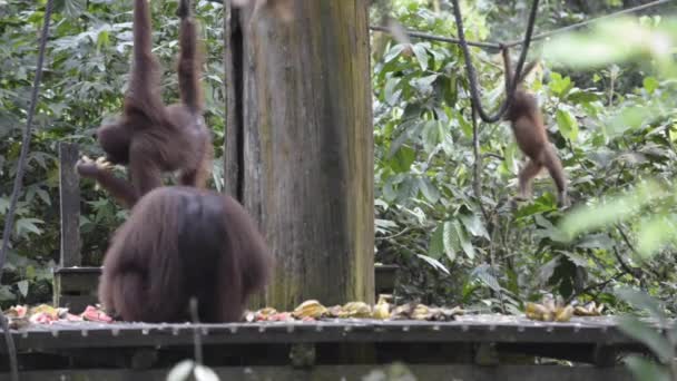 Orangutans Sabah Bornéu Malaio Durante Tempo Alimentação — Vídeo de Stock