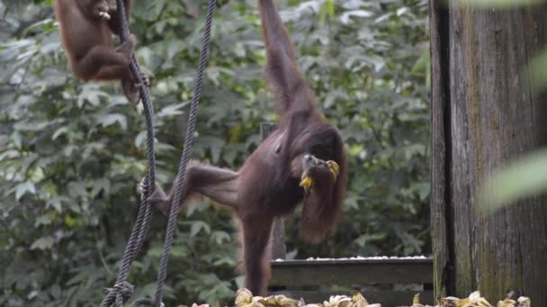 Orangutanes Sabah Borneo Malayo Durante Hora Alimentación — Vídeos de Stock