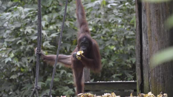 Orangutans Sabah Bornéu Malaio Durante Tempo Alimentação — Vídeo de Stock