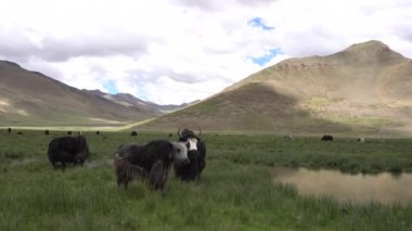 Himalayalar dağlarındaki gölde siyah öküzler, Tibet, Çin