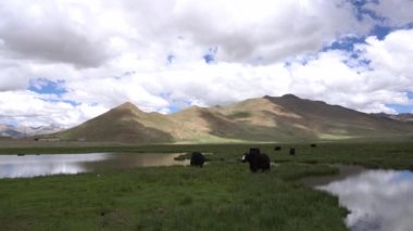 Himalayalar dağlarındaki gölde siyah öküzler, Tibet, Çin