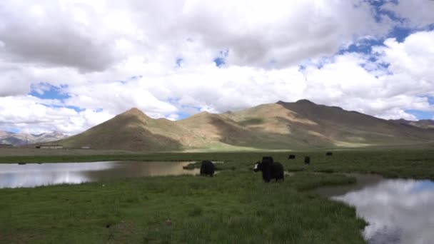 Schwarze Yaks See Himalaya Gebirge Tibet China — Stockvideo