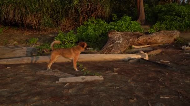 Pes Při Západu Slunce Tropické Pláži — Stock video