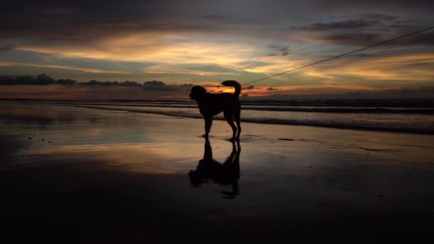 黄金の背景を持つ海の夕日の犬 — ストック動画