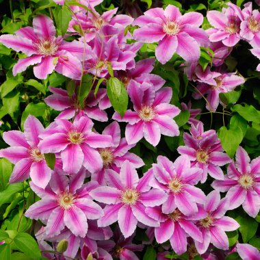 Close view of blooming pink clematis in spring garden clipart