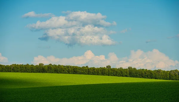 Vista Panorâmica Campo Verão Verde Sob Céu Azul Nublado — Fotografia de Stock