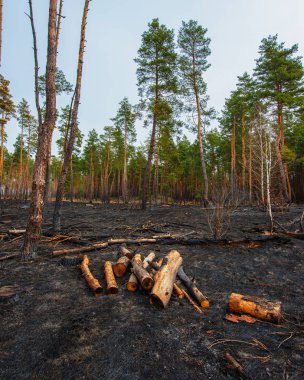 Bir çam ormanı ateşe sonra manzara