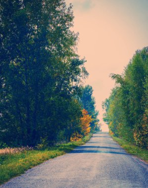 kırsal asfalt yol ve ağaçlar sonbahar sezon