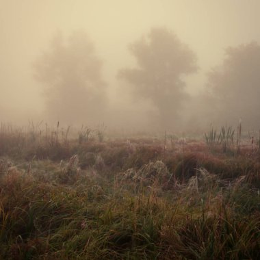 arka plan bulanık, peyzaj bitki ve ağaçlar sabah sis