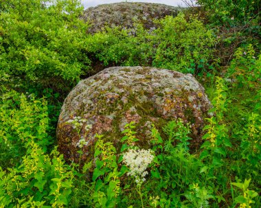 Granit kayalar üzerinde yeşil bitki örtüsü bahar mevsimi