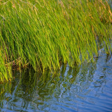 Genç yeşil sazlık ve yansıma su, bahar mevsimi