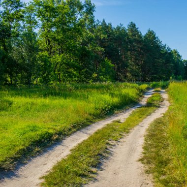 toprak yol bir ormanda, kırsal manzara