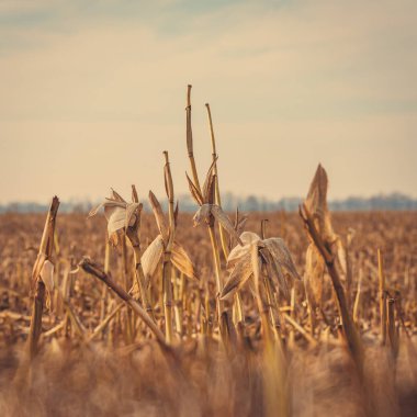 Kültür hasat mısır tarlası kalıntıları