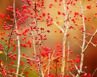 alıç bulanık arka plan üzerinde