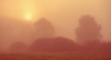 Ağaçları ile siste kırsal manzara sonbahar sezon