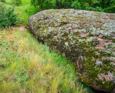 Granit taşlar ve çiçekli bitkiler, bahar manzara