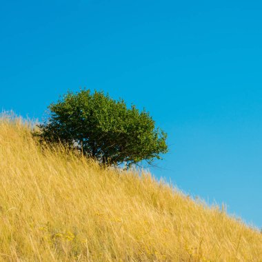 Krummenacher çimen çöl ve gökyüzü 