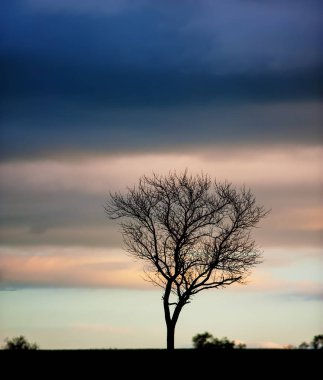 manzara ile akşam gökyüzünde tek ağaç bahar mevsimi