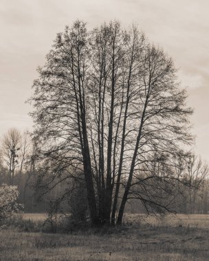 güneşli bir sonbahar ormanda Alder ağacı