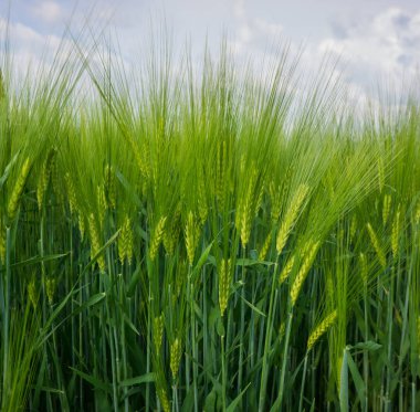 bir gökyüzü arka plan bahar mevsimi kulaklara yeşil genç buğday