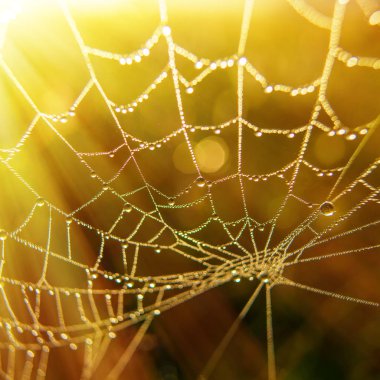 Sabahın erken saatlerinde örümcek ağı ile çiğ damlaları