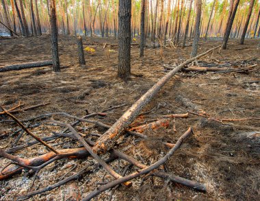 Bir çam ormanı ateşe sonra manzara