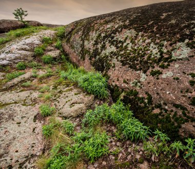 Granit taşlar ve çiçekli bitkiler, bahar manzara