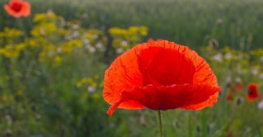 bir buğday vahşi haşhaş çiçek alan, bahar mevsimi