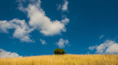 Krummenacher çimen çöl ve gökyüzü bulutlu