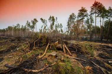 Bir çam ormanı ateşe sonra manzara