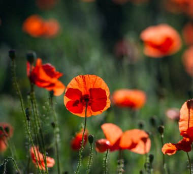 bozkır alanında haşhaş kırmızı çiçekler