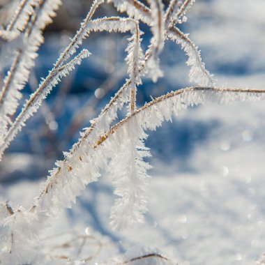 Hoarfrost ve güneşli bir gün grue karda kuru bitki kaplı