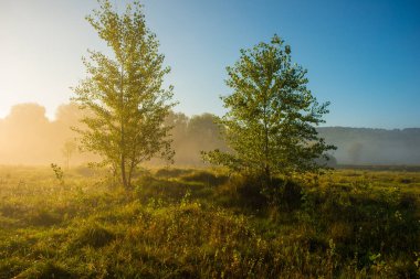 ağaçlar meadows sabah kırsalında arka plan üzerinde