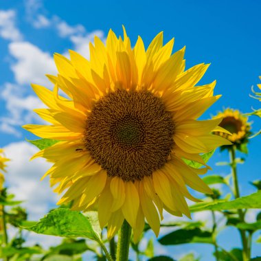 Ayçiçeği gökyüzü güneşli bir çiçek
