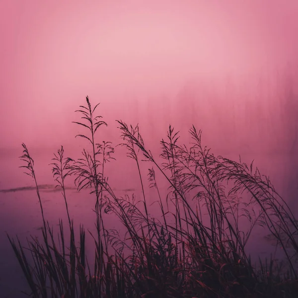 Blurred Background Silhouettes Plants Backdrop River Trees — Stock Photo, Image