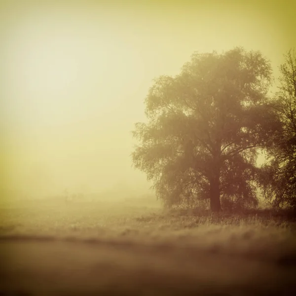 Arrière Plan Flou Arbre Paysager Dans Brouillard Campagne — Photo