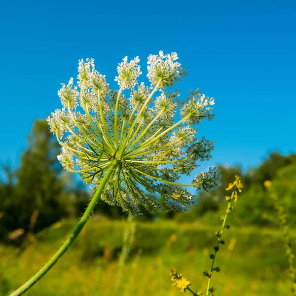 Łąka Pełna Dzikich Kwiatów Przeciw Błękitne Niebo — Zdjęcie stockowe