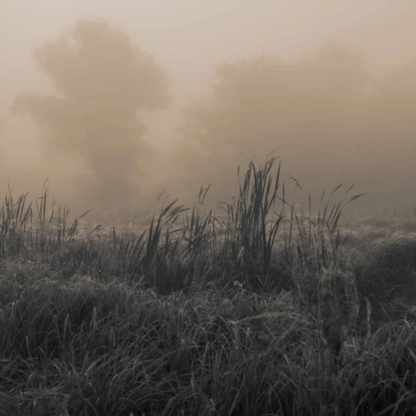 Niewyraźne Tło Krajobraz Rośliny Drzewa Mgłę Rano — Zdjęcie stockowe
