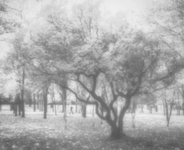 Niewyraźne Tło Drzewa Parku Jesień — Zdjęcie stockowe
