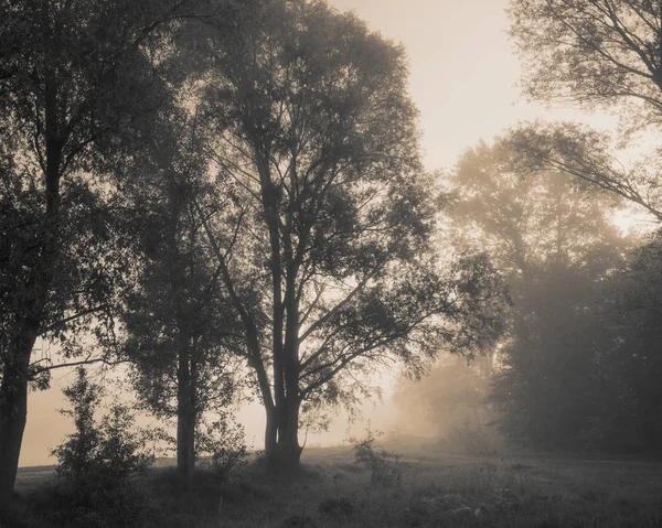 Αυγή Misty Πρωί Φόντο Δασικό Χωριό — Φωτογραφία Αρχείου